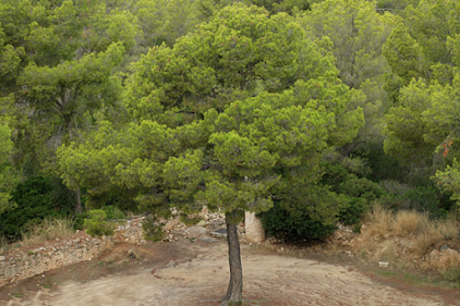 شجرة الصنوبر الحلبي –  Pinus halepensis