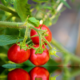فطر الفيوزاريوم أو الذبول في الطماطم, أسبابه و مكافحته.