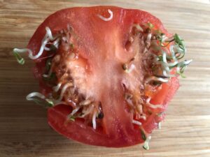 فيسيولوجيا النبات انتاش بذور الطماطم داخل الثمار vivipary