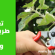 إنتاج نباتي : تعرف على طريقة التقليم الصيفي وفوائده.